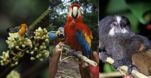 Celebran 13 años de creación de refugio de vida silvestre en Amazonía Ecuador