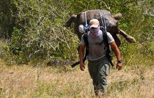 Tortugas gigantes de Galápagos regresan a su hábitat tras salvar su especie