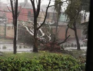 VIDEO. Árboles caen en zona 5, ruta al Atlántico y carretera a El Salvador tras torrencial lluvia