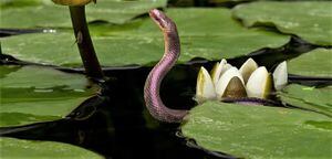 Vídeo mostra como cobra insistente enfrenta pescador para roubar sua presa