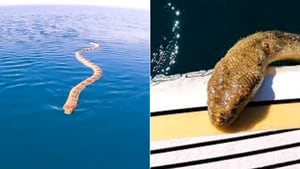 Vídeo mostra encontro com cobra intimidante no mar; animal venenoso se aproxima rapidamente