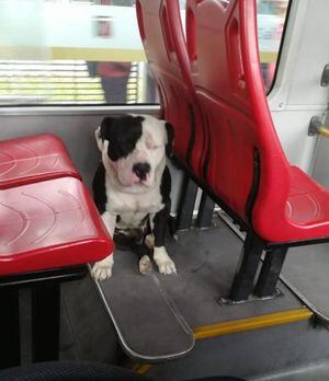 Así es la nueva vida del perrito abandonado en TransMilenio