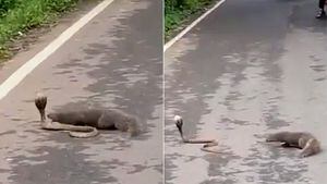 Vídeo mostra luta por sobrevivência entre cobra e mangusto que acabou parando o trânsito