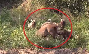 Vídeo mostra ataque brutal de grupo de cães selvagens a antílope; veja