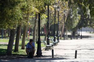 Árboles viejos, enfermos y secos: el problema que aqueja al 40% del parque arbóreo de Santiago