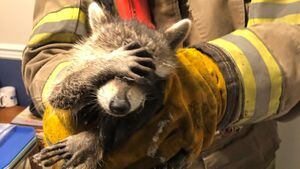 La tierna expresión de un mapache, atrapado y robando comida, se vuelve viral