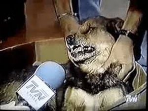 ¿Mejor que el perro que habla chileno?: can interpreta famosa canción de Britney Spears y se convierte en viral