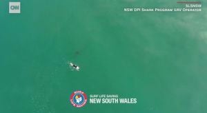 Vídeo impactante registra momento em que tubarão se aproxima de surfista desavisado