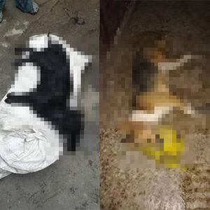 ¡Crueldad animal! En Tacaná denuncian el hallazgo de varios perros muertos