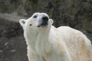 "Falleció como un héroe": hombre fue mutilado hasta la muerte para proteger a sus hijos de un oso polar