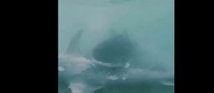 Vídeo impressionante registra tubarão atacando outro predador em praia na Flórida