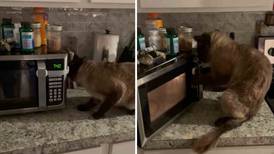 Gato se hace viral al obsesionarse con un microondas