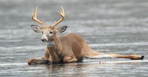 “No me gusta verlos sufrir”: cazadores rescatan a ciervo que estaba atrapado en un lago congelado