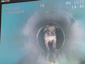 FOTOS: Após sumiço misterioso, cachorrinho é resgatado em esgoto