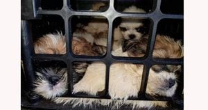 63 filhotes de cães da raça shih-tzu são achados em porta-malas de carro