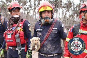 Rescatan a animales que sobrevivieron a la erupción