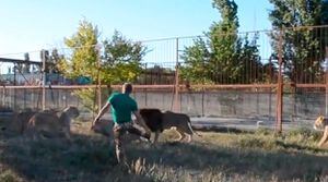 Vídeo viral mostra momento em que homem entra em recinto de leões para separar luta na Rússia