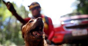 Brumadinho: Cachorros auxiliam bombeiros nas buscas