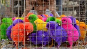 Denuncian venta de pollos pintados de colores previo a celebración de Carnaval en el país