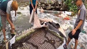 Vídeo surpreende ao mostrar dezenas de cobras venenosas sendo retiradas de colchão velho