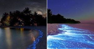 Conoce la única playa en Colombia con el efecto de bioluminiscencia en sus aguas