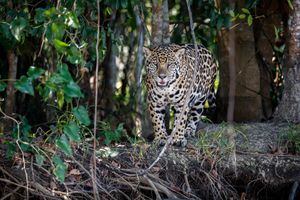Huawei desarrolla un programa de Inteligencia Artificial para mejorar la conservación del jaguar en México