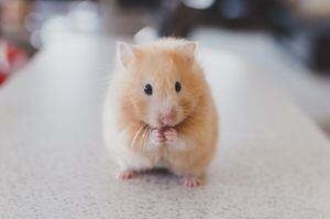 Científicos de Harvard han revertido con éxito el envejecimiento en ratones