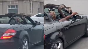Vídeo que mostra homem dirigindo com píton pelas ruas surpreende nas redes sociais