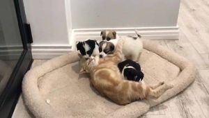 Vídeo mostra gata que adota cãezinhos depois que os seus próprios filhotes morrem