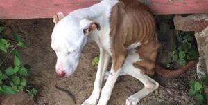 "Es un esqueleto con piel": Desalmado sujeto quiso matar de hambre a su perro y no lo alimentó por tres meses