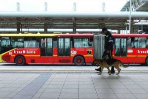 Perros anticolados saldrán de TransMileno, pero su jubilación es incierta