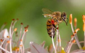 Investigación reveló que el veneno de abeja mata al VIH