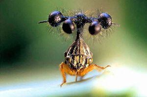 Un saltamontes exclusivo de una región de Brasil sorprende por su aspecto que lo hace parecer de “otro planeta”
