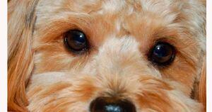5 dicas para cães com olhos irritados