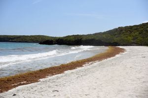 Vuelve el sargazo a las playas de Puerto Rico