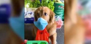 VÍDEO: com máscara de proteção, cachorrinho faz compras durante a quarentena