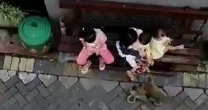 Vídeo em que macaco de bicicleta tenta raptar criança choca as redes sociais