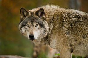Coronavirus: una especie de lobo que se creía extinta apareció en Francia