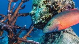 Esculturas submarinas ayudan a conservar la Gran Barrera de Coral