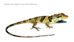 Nueva especie de lagartija descubierta en Ecuador es nombrada en honor a activista amazónica Nemonte Nenquimo
