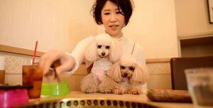 Vida de perros a la japonesa incluye parrilladas y golosinas