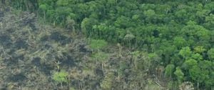 Se pone en marcha la ofensiva "Artemisa" para detener la deforestación