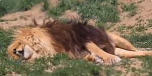 Vídeo que flagra leão roncando faz sucesso nas redes sociais