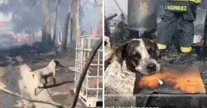 (VIDEO) El llanto de un perrito que perdió su casa en un incendio