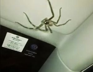 "Los peores y más largos 20 minutos de mi vida": araña gigante “secuestra” a conductora en plena autopista