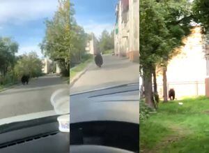 Conductor capta a enorme oso deambulando cerca de una escuela en Rusia