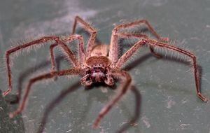 Trabalhadores de reserva natural encontram ninho de aranhas caçadoras e as fotos são impressionantes