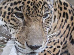 Un jaguar y sus crías pasearon a sus anchas durante el periodo de aislamiento