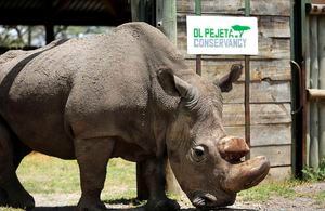 Luchó por salvar su especie y era considerado el "soltero más deseado": muere el último macho de rinoceronte blanco del mundo
