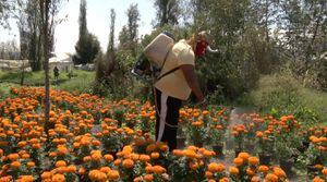 Covid-19 obliga a luchadores a cultivar y vender flores de cempasúchil para subsistir
